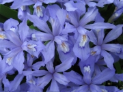 Iris tectotum, blue in full bloom from above