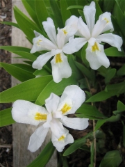Iris tectotum, white closeup