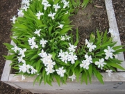 Iris tectotum, white from above