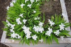 Iris tectotum, white from above
