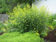 Isatis tinctoria a mustard relative
