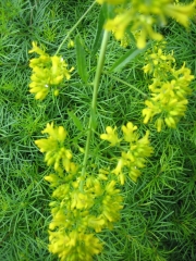 Isatis tinctoria closeup