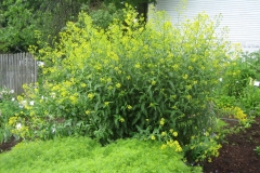 Isatis tinctoria a mustard relative