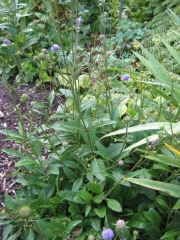 Jasione perennis blue/purple drumsticks