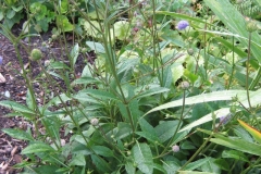 Jasione perennis blue/purple drumsticks