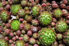 Jovibarba allioni late season color