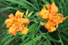 Hemerocallis 'Kwanso'