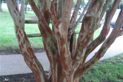Lagerstroemia spectacular exfoliating bark, not hardy in Zone 3