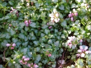 Lamium maculatum pink, closeup