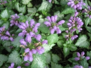 Lamium maculatum pink, closeup