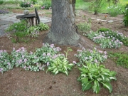 Lamium maculatum tree underplanting in Cabot, 1st year
