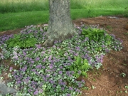 Lamium maculatum tree underplanting in Cabot, 2nd year