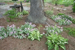 Lamium maculatum tree underplanting in Cabot, 1st year