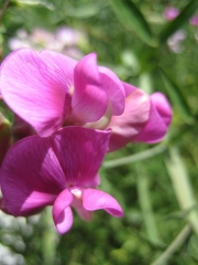 Lathyrus latifolius pink perennal sweet pea, closeup