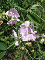 Lathyrus latifolius pale pink perennial sweet pea, closeup