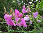 Lathyrus latifolius pink perennal sweet pea