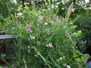 Lathyrus latifolius perennial sweet pea