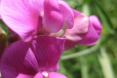 Lathyrus latifolius pink perennal sweet pea, closeup