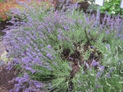Lavandula augustifolia lavender, 'Munstead'