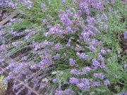Lavandula augustifolia lavender, 'Munstead'