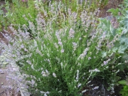 Lavendula unknown variety of lavender