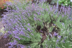 Lavandula augustifolia lavender, 'Munstead'