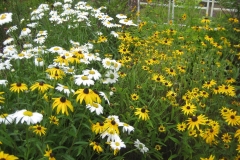 garden vignette, daisies of all sorts
