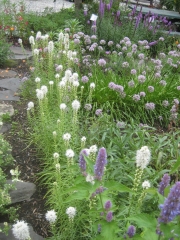 Liatris, white early August