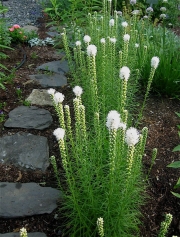 Liatris, white late July