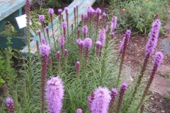 Liatris spicata, purple/pink late July