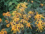 Ligularia dentata 'Desdemona' in full bloom