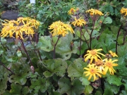 Ligularia dentata 'Desdemona' late August