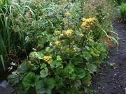 Ligularia dentata 'Desdemona' mid-August, just beginning to bloom