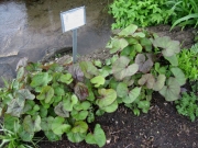 Ligularia dentata 'Desdemona' mid May