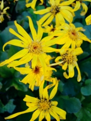 Ligularia dentata "Desdemona' closeup