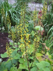 Ligularia stenocephala 'Przewalskii' late August