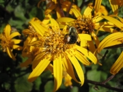 Ligularia dentata 'Desdemona' being pollinated