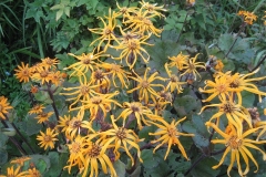 Ligularia dentata 'Desdemona' in full bloom