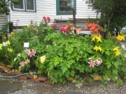 garden vignette lily garden