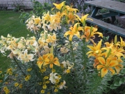 Lilium shade garden