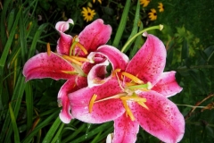 Lilium Stargazer