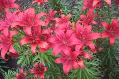 red lily