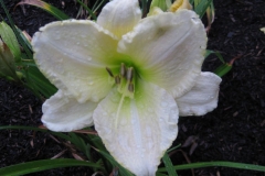 Hemerocallis 'Lime Frost'