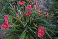 Hemerocallis 'Little Valentine'