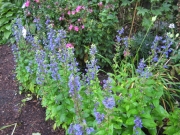 Lobelia and phlox