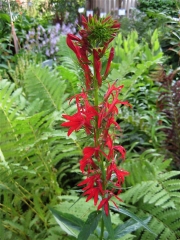 Lobelia cardinalis with ferns