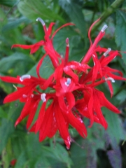 Lobelia cardinalis closeup