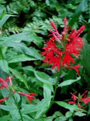 Lobelia cardinalis cardinal flower