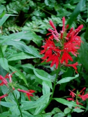 Lobelia cardinalis cardinal flower