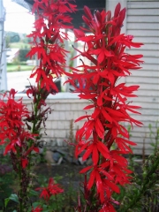 red lobelia